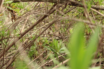 close up of bush branches