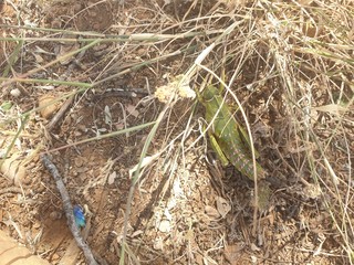 Large green locust on top of a stone