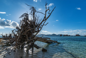 Trunk of a dry tree with branched roots on the sandy shore of the Indian ocean, Seychelles, La Digue island