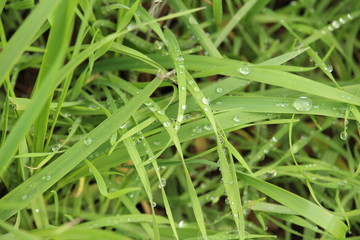 dew drops on grass