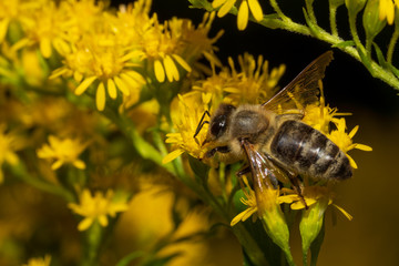 Biene auf Blüte
