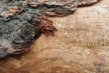 Ash Log with Partly Exposed Infested Wood