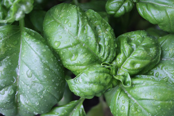 Raindrops on Fresh Basil Leaves