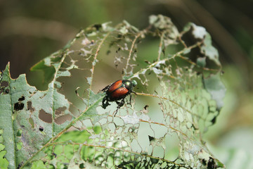 Japanese Beetle on Eaten Up Leaf