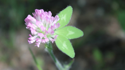 Red Clover