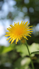Fresh Dandelion Flower