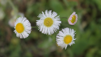 Fleabane Flowers