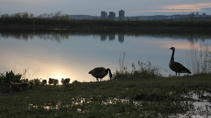 Canada Geese at Dusk