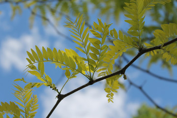 Honey Locust Branch