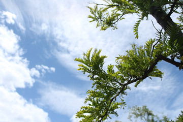 Honey Locust Branches against Summer Sky