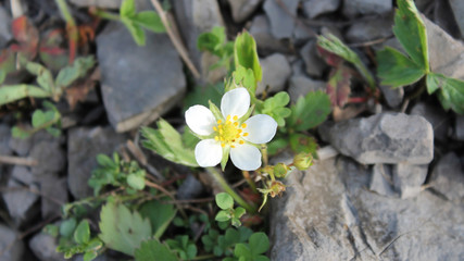 Wild Strawberry Flower