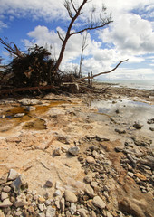 Large tree trunk fallen over on the Grand Bahama coastline