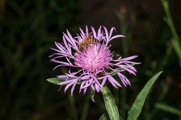 Echte Flockenblume mit Biene