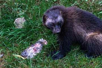 Wolverine or Skunk Bear (Gulo gulo)