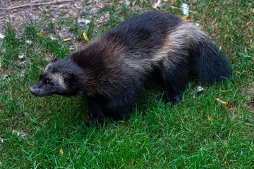 Wolverine or Skunk Bear (Gulo gulo)
