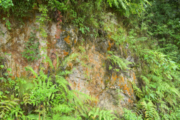 The cliffs of the mountain are covered with plants