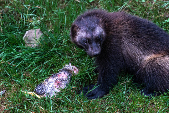 Wolverine or Skunk Bear (Gulo gulo)