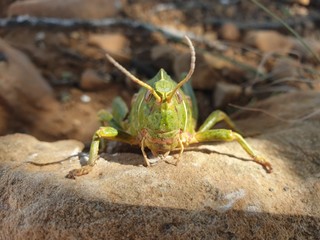 Large green locust on top of a stone