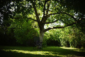 Fototapeta na wymiar trees in the garden