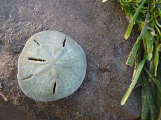 Living sand dollar (Mellita longifissa) at a beach in north Peru