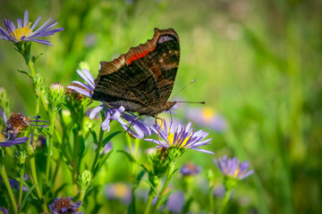 A beautiful Peacock Butterfly, Aglais io, nectaring on a Wild aster flower.