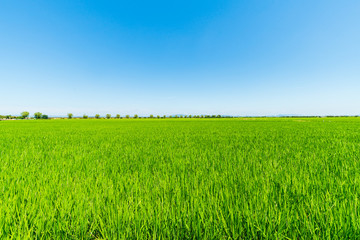 日本の夏の稲、
