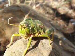 Large green locust on top of a stone