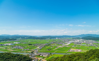 日本の夏の稲、