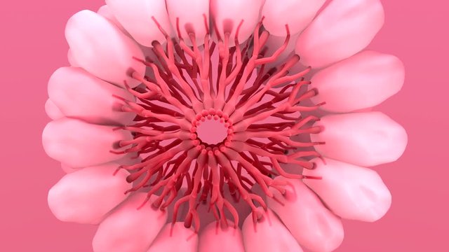 Female Breast Anatomy, Mammary, Boob, Body, Organs, Physical, Sickness, Health and cancer
