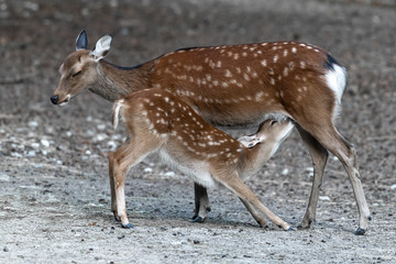 Naklejka na ściany i meble Sika or Japanese Deer (Cervus nippon)