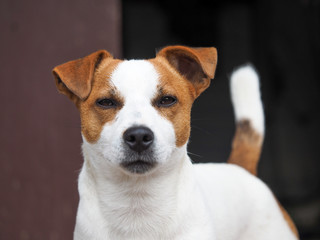 Naklejka na ściany i meble Emotional look of a dog. Portrait of a Jack Russell dog