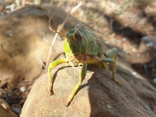 Large green locust on top of a stone