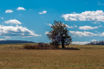 Fototapeta na wymiar autumn landscape with trees and sky
