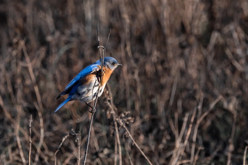 blue bird, New York state bird,  on a  twig.