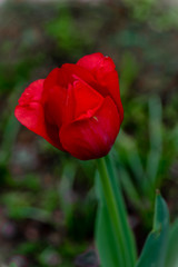 red tulip in garden with green background