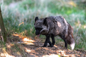 Silver Fox (Vulpes vulpes), Melanistic Form of the Red Fox
