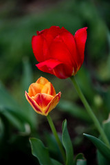 An Arcadia and a candy corner tulips in the garden, as if a mother and daughter, with white background © Jay
