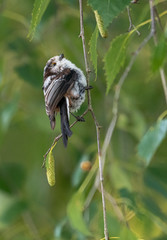 Long-tailed Tit or Long-tailed Bushtit (Aegithalos caudatus)