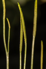 Spore-bearing Stalks of Adder's-tongue Fern (Ophioglossum petiolatum)