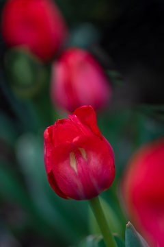 A line of red  Arcadia  tulips in the garden,  with the second one in focus.