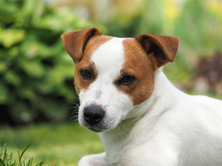 Emotional look of a dog. Portrait of a Jack Russell dog