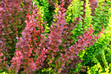 Green and red leaves japanese barberry. Ornamental garden shrubs, used as pedestrian barriers
