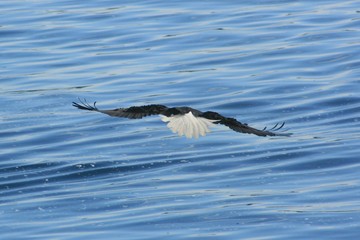 Eagle in Alaska