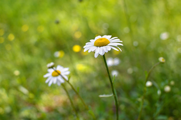 Young daisies bloom among the green grass in summer