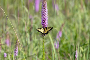 The Eastern Yellow Swallowtail is  Butterfly native to eastern North America,state insect of Virginia.