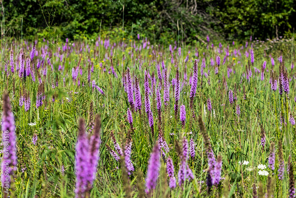 Canvas Prints Flowering forest meadow in state conservation area in Wisconsin.