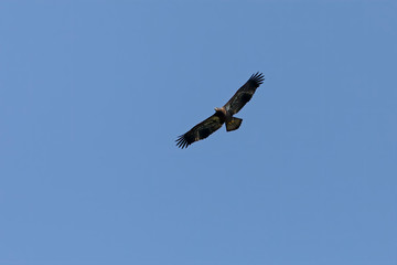 Young bald eagle in flight.The bald eagle is a bird of prey found in North America. 