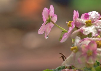Flower with water drop