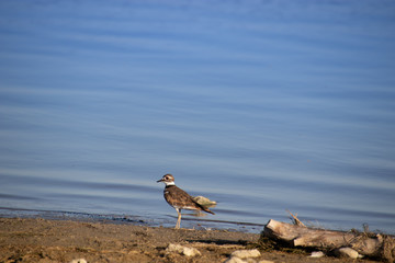 Killdeer in Morning