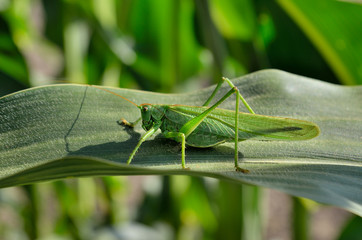 Green grasshopper locust eats young leaves of corn
